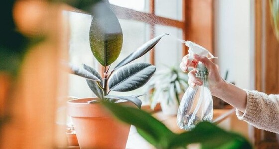 TIPS MERAWAT TANAMAN DALAM RUMAH