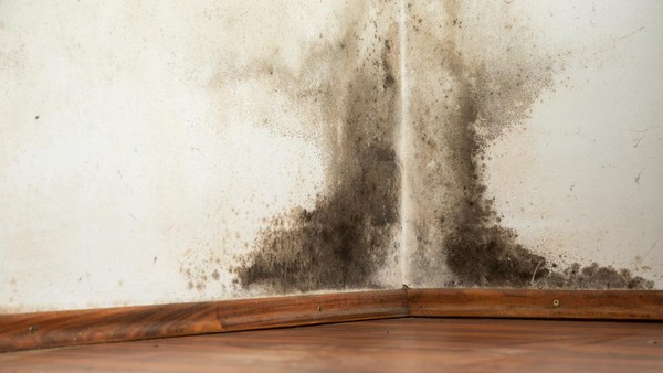 4 Tips Ampuh Mengatasi Jamur pada Dinding Anda