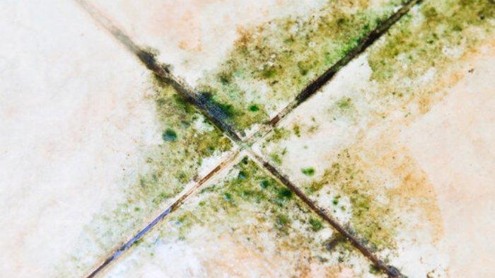 4 Tips Efektif Atasi Lumut di Lantai Kamar Mandi Anda