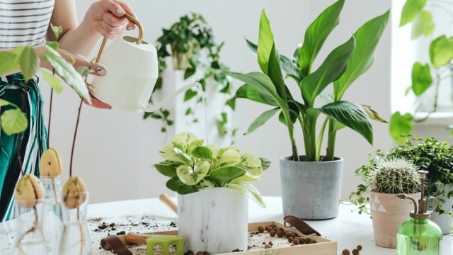 5 Tips Efektif Menata Tanaman dalam Rumah agar Ruangan Tampak Menawan