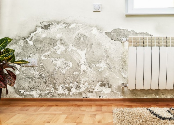 5 Tips Ampuh Menjaga Dinding Rumah Tetap Bebas dari Jamur