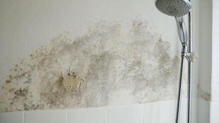 4 Strategi Jitu Cegah Invasi Jamur di Dinding Kamar Mandi